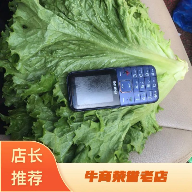 辽宁新民精品生菜，品质保证，量大从优，欢迎来我产地看货