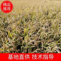 黑龙江省绥化市青岗县长粒香水稻，口感好，香味大，可做鲜米