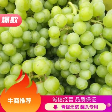 青提无核，8611.罐头专用葡萄，量大优惠欢迎来电咨询