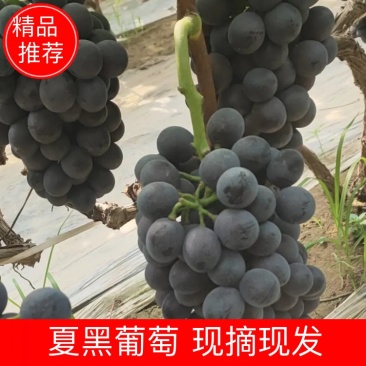 河北夏黑葡萄量大质优现摘现发欢迎选购