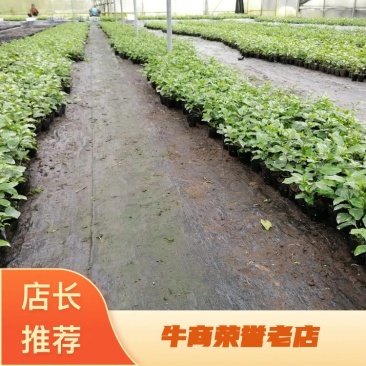 钦蜜9号黄金百香果苗芭乐味、蜂蜜味黄金百香果苗