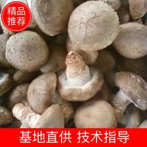 西峡香菇鲜香菇大菇中菇，原产地一手货源