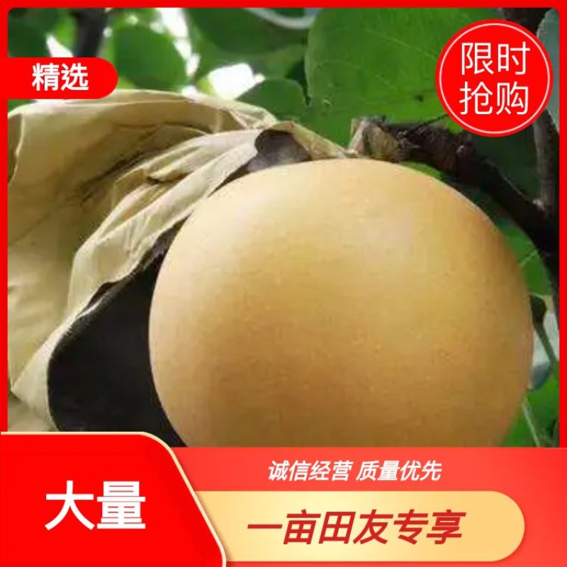 【供应】秋月梨代收加工/量大质优/承接各大平台商超批发商