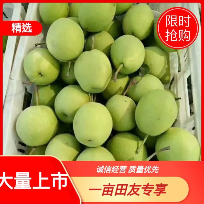 山东长把梨（山东梨）梨产地供应/承接各种订单电商一件代发