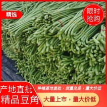 豆角/青条豆角/长豆角/焦作豆角/河南豆角【精品豆角】