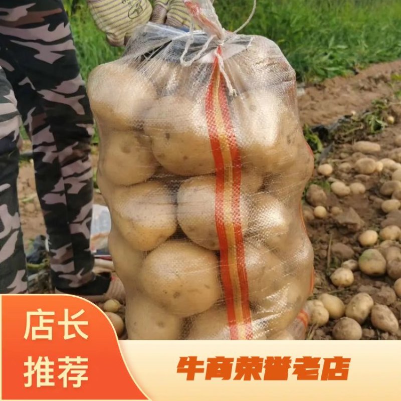 【黄心土豆】中暑五号土豆大量上市了个大皮毛亮主要以山地为主