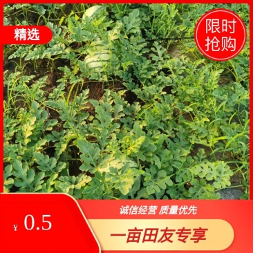 【推荐】湖北襄阳宜城金城五号西瓜货量大，价格优
