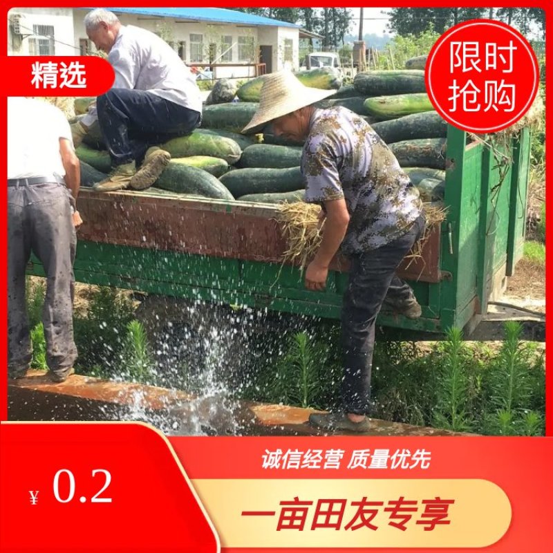 [荐]整车批发湖北襄阳宜城青皮冬瓜货量大价格优