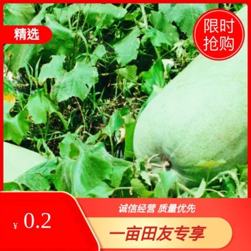 [荐]整车批发湖北襄阳宜城白冬瓜货量大价格优