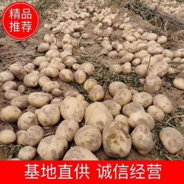 土豆精品希森V7种类齐全，货源充足
