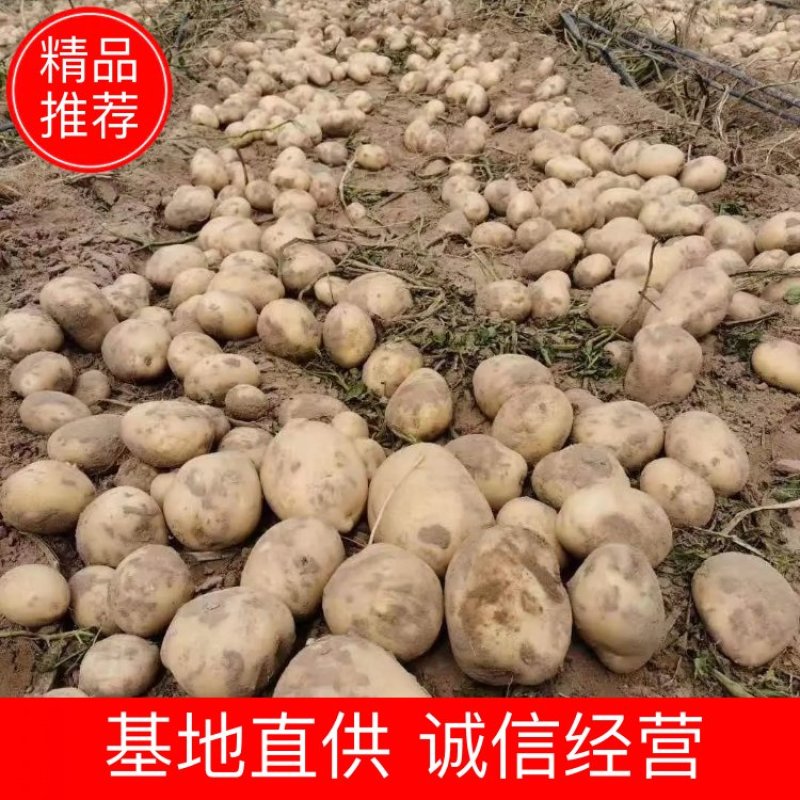 土豆精品希森V7种类齐全，货源充足