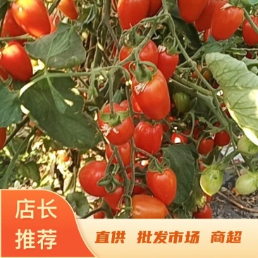 新疆圣女果大棚种植常年有货产地直发