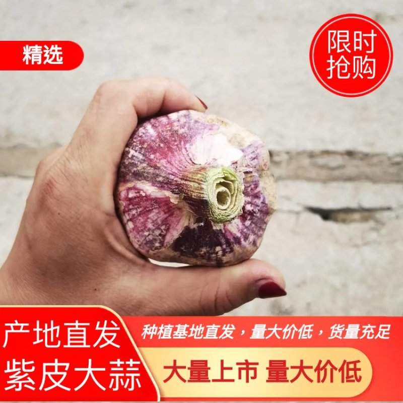【优选】精品紫皮辫子蒜头均匀颜色好看量大从优可发全国