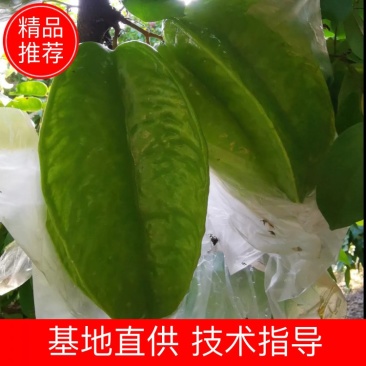 自产自销，基地直发大量有货，可开票对接，欢迎来电洽谈