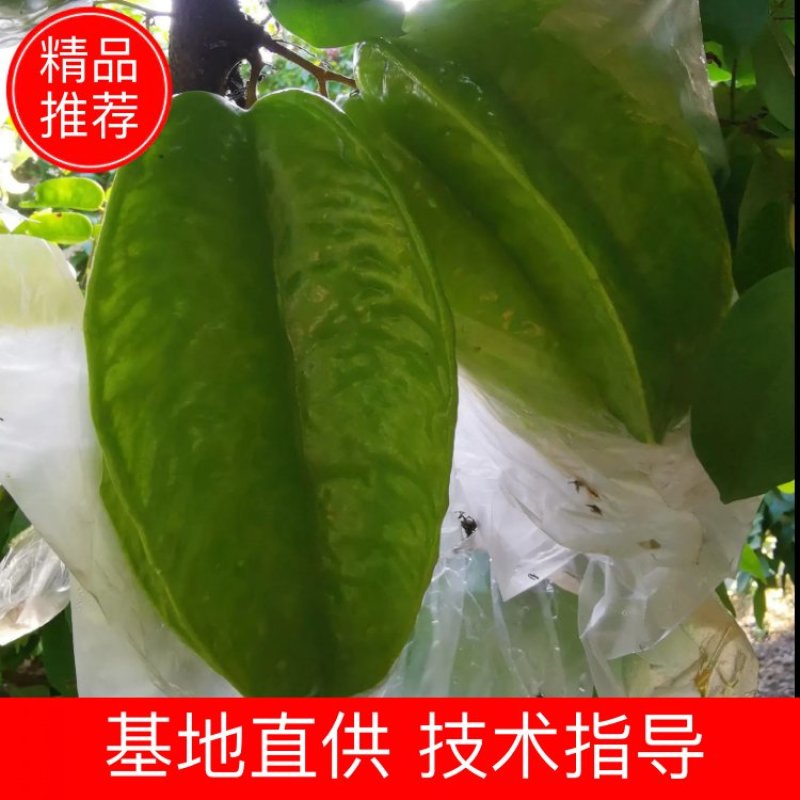 自产自销，基地直发大量有货，可开票对接，欢迎来电洽谈