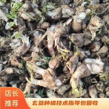 玄参种苗，每斤价格，玄参芽，免费技术指导