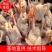 白条鸽