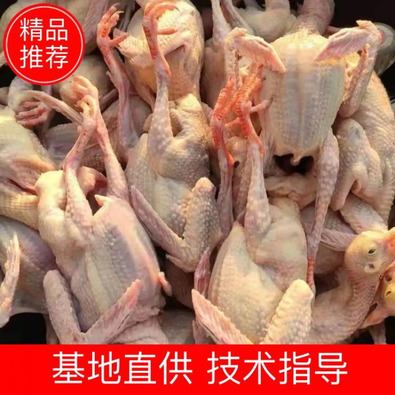 白条鸽