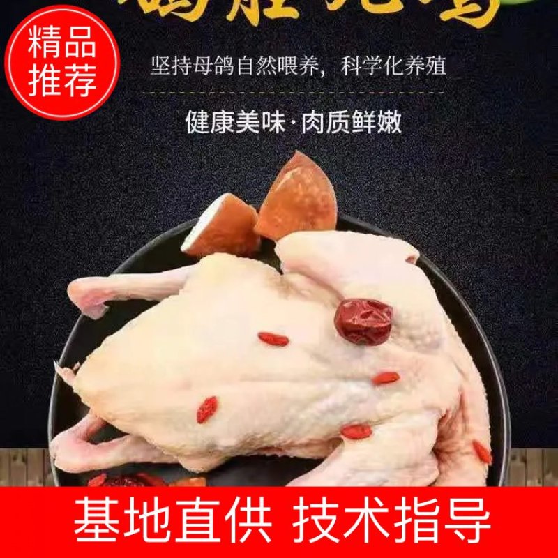 白条鸽