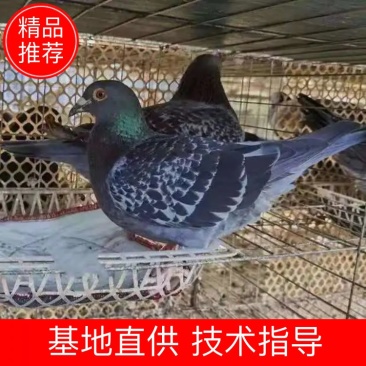 新疆伊犁可克达拉市嘉兴牧业科技有限责任公司沈氏新疆翻翻鸽