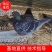 新疆伊犁可克达拉市嘉兴牧业科技有限责任公司沈氏新疆翻翻鸽