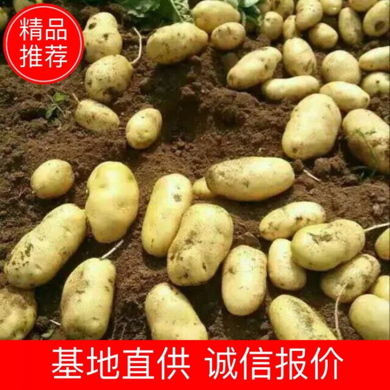 河北沙土黄心土豆2两通天大量上市实力代办可视频看货