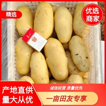 河北沙土黄心土豆2两通天大量上市实力代办可视频看货