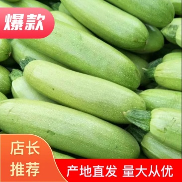 精品油绿西葫大量上市中，全天有货，保证质量