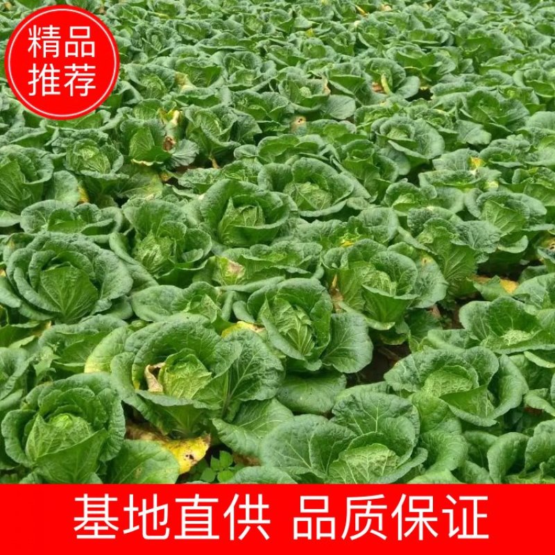 湖北白菜基地直发可视频看货量大价优一条龙服务