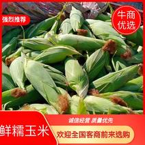 山东莒县鲜白糯玉米现已上市，欢迎全国客商前来选购