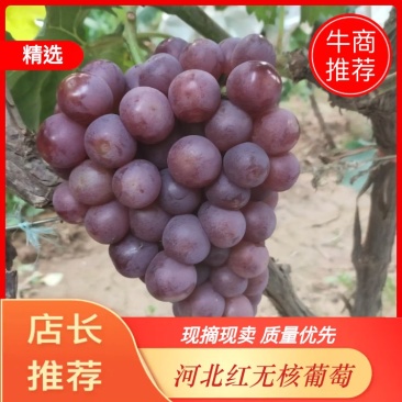红无核葡萄，万亩葡萄基地各个品种，欢迎全国各地客商前来收