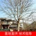 20公分七叶树