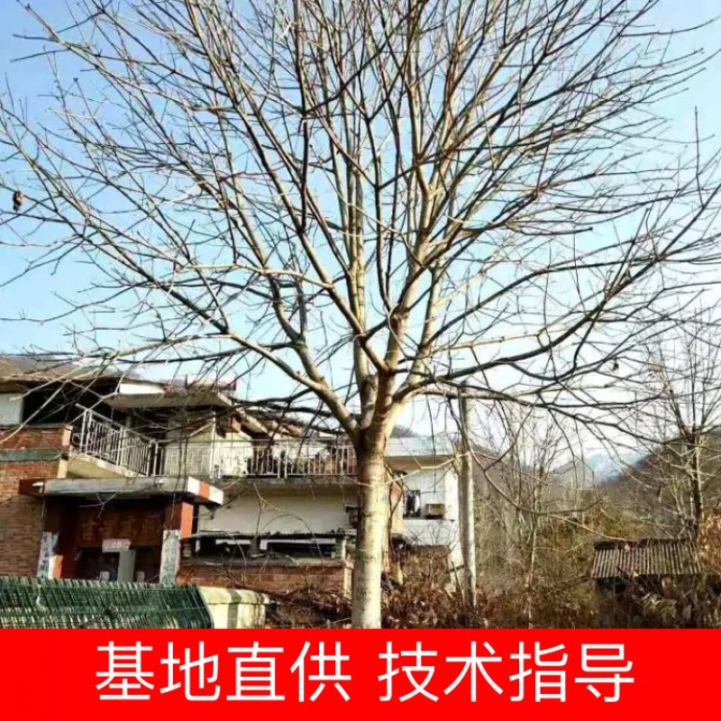 20公分七叶树
