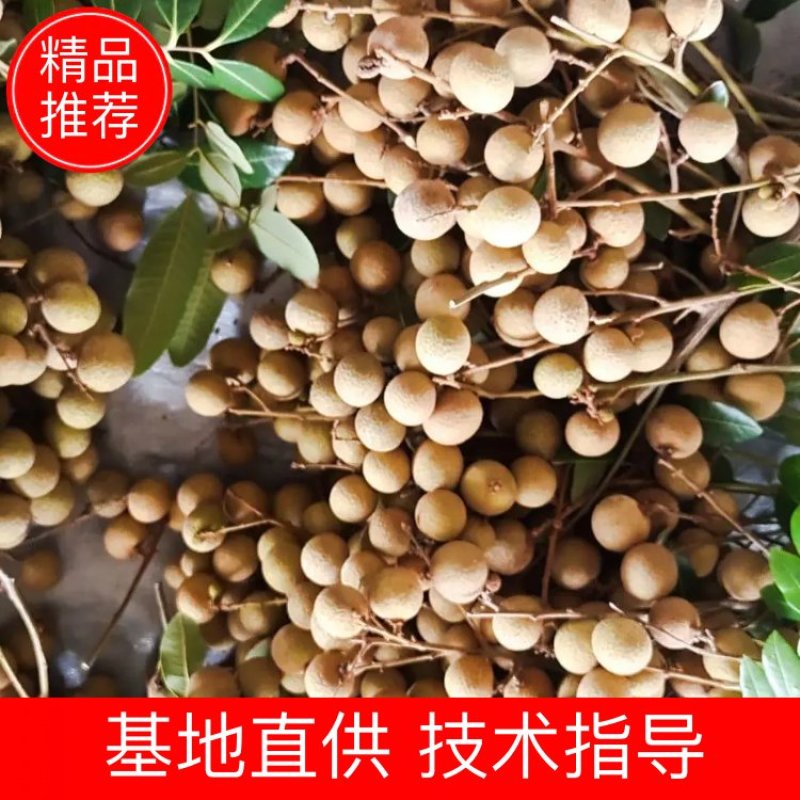 【**】石硖龙眼可对接各大市场社区电商平台，量大从优
