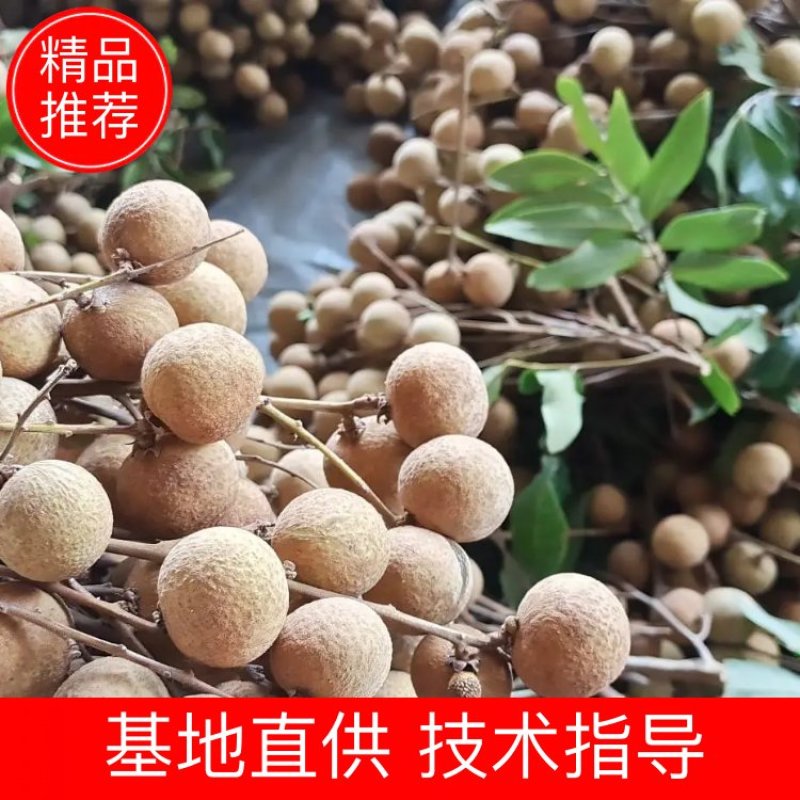 【**】石硖龙眼可对接各大市场社区电商平台，量大从优