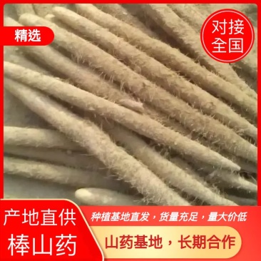 一级棒山药，大量现货，日供货量达到5-10万斤，欢迎老板选购