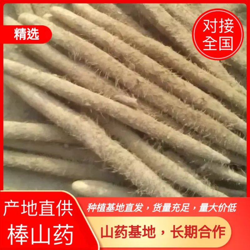 一级棒山药，大量现货，日供货量达到5-10万斤，欢迎老板选购