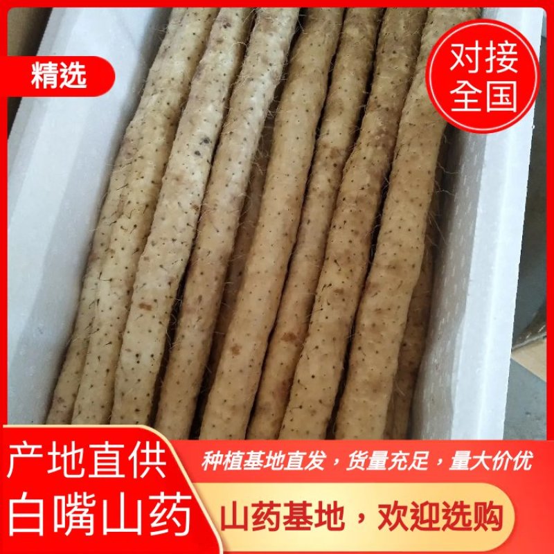小白嘴白山药，日供货量达到5-10万斤，发往全国欢迎老板选购