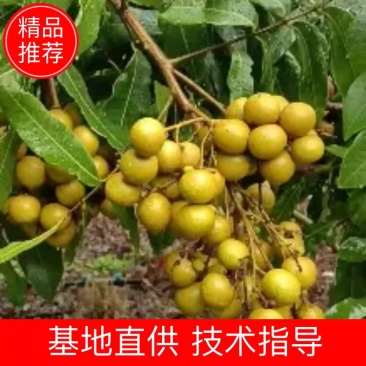 龙眼个头大质量好大量上市现摘现卖味美甘甜产地直发