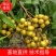 龙眼个头大质量好大量上市现摘现卖味美甘甜产地直发