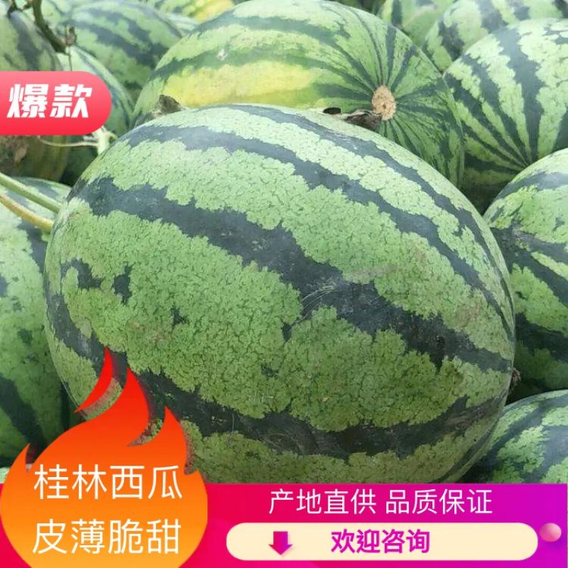 【精品西瓜】桂林西瓜全州县西瓜8斤打底八成熟皮薄脆甜