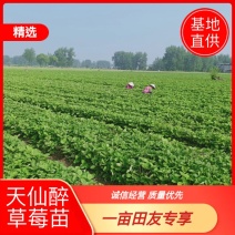 安徽天仙醉草莓基地育苗免费提供种植技术货源充足