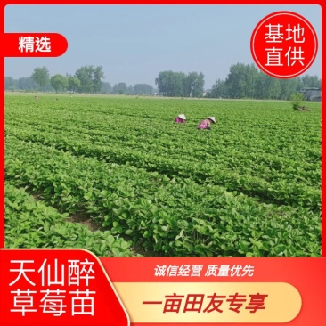 安徽天仙醉草莓基地育苗免费提供种植技术货源充足