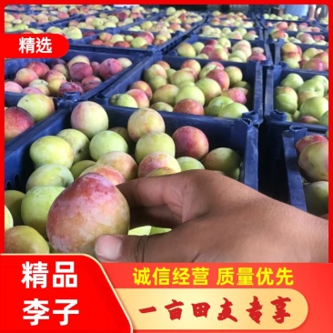 万亩基地彬子，雪花李，玫瑰红李子黑布林，口感香甜实力代办