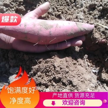 【红薯】纯沙地红薯精品红薯开封红薯价位合适规格齐