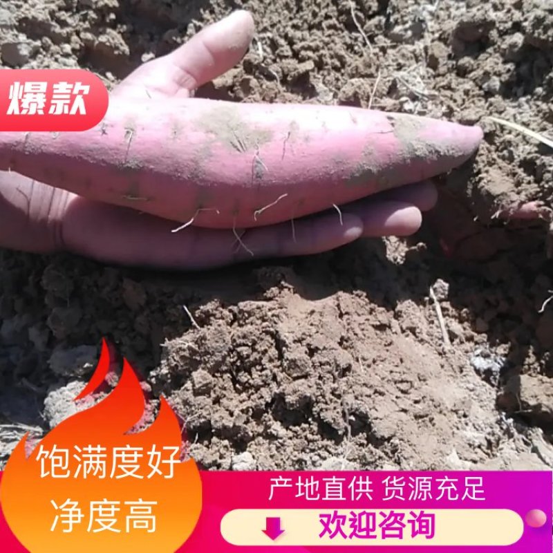 【红薯】纯沙地红薯精品红薯开封红薯价位合适规格齐