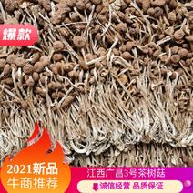 江西广昌3号茶树菇22新菇不夹心全国发货10斤起批包邮