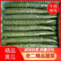 精品蜜刺黄瓜大量上市、顶花带刺，保质保量，欢迎采购