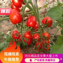 千喜红圣女果大量上市！货源充足，产地直发，保质保量