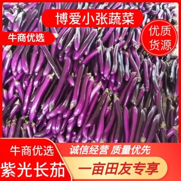 【精品】紫光长茄茄子长茄广茄产地价优诚信